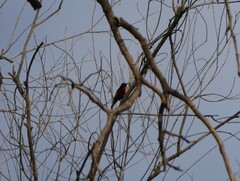 Chalcomitra senegalensis