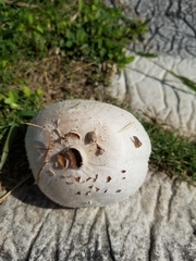 Chlorophyllum molybdites