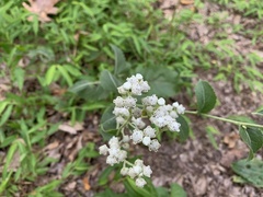 Parthenium integrifolium