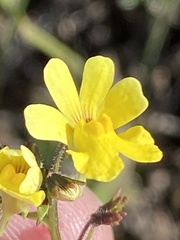 Nemesia affinis