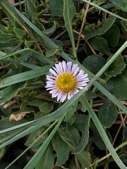 Erigeron glaucus