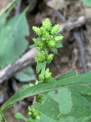 Solidago squarrosa