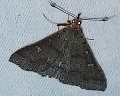 Renia discoloralis
