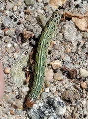 Achyra rantalis