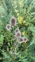 Dipsacus laciniatus