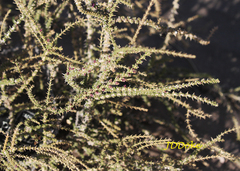 Junellia seriphioides