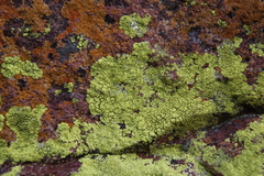 Lecanoromycetes