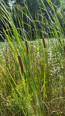 Typha angustifolia