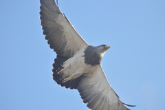 Geranoaetus melanoleucus