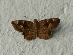 Celaenorrhinini
