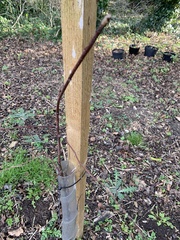 Acer platanoides