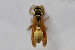 Mischocyttarus flavitarsis