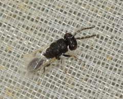 Eurytomidae