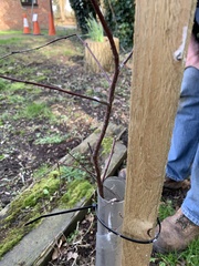 Acer platanoides