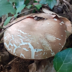 Boletus reticulatus