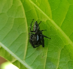 Paraphidippus