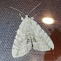 Catocala habilis