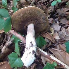 Boletus reticulatus