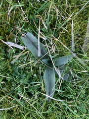 Ophrys apifera