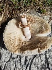 Chlorophyllum molybdites