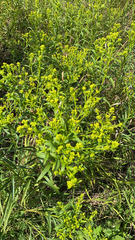 Solidago riddellii