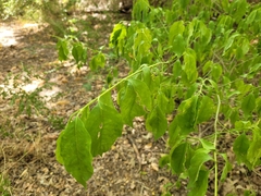 Euonymus atropurpureus