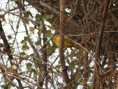 Telophorus sulfureopectus