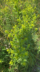 Solidago riddellii
