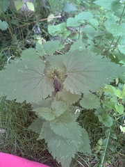 Lamium