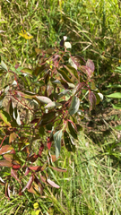 Cornus racemosa