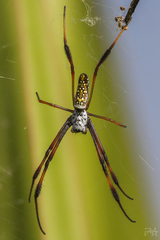Trichonephila inaurata madagascariensis
