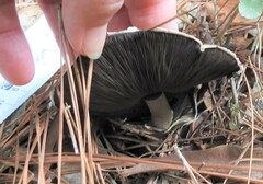 Psilocybe cubensis