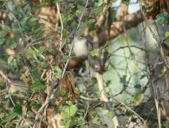 Prinia subflava