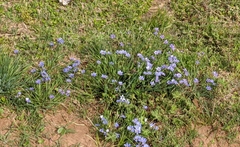 Sisyrinchium pruinosum