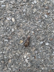 Lymantria dispar