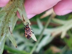 Corizus hyoscyami