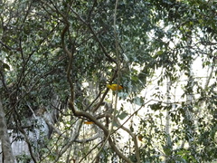 Euphonia violacea