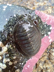 Chiton magnificus