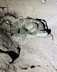 Crotalus scutulatus