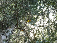 Euphonia violacea