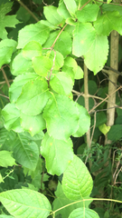 Celastrus orbiculatus