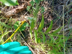 Spiranthes romanzoffiana