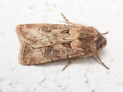 Agrotis