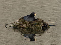 Fulica ardesiaca