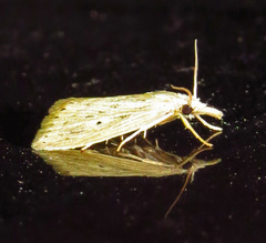 Diatraea lisetta