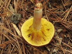 Phylloporus leucomycelinus