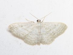 Idaea subsericeata