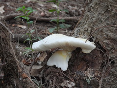 Pleurotus dryinus