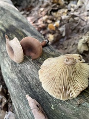 Lactarius quietus incanus