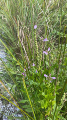 Physostegia virginiana